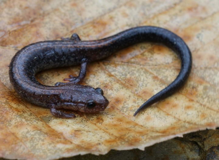 Redback Salamander